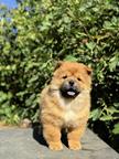 Chow Chow puppies for sale