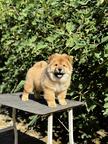 Chow Chow puppies for sale
