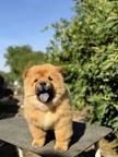 Chow Chow puppies for sale