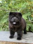 Chow Chow puppies for sale