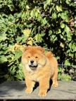 Chow Chow puppies for sale
