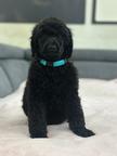 Large Royal Poodle puppies