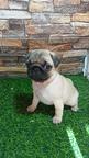 Pug female puppy