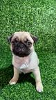 Pug female puppy