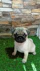 Pug female puppy