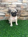 Pug female puppy