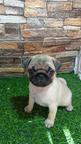Pug female puppy