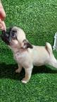 Pug female puppy