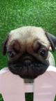 Pug female puppy