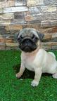 Pug female puppy