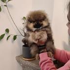 Spitz Anão Lulu de Pomerania