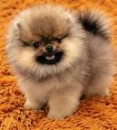 Spitz Anão Lulu de Pomerania