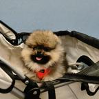 Spitz Anão Lulu de Pomerania