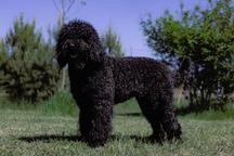 Barbet puppies for sale