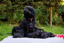 Barbet puppies for sale