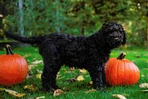 Barbet puppies for sale