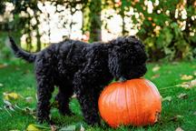 Barbet puppies for sale