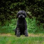 Barbet puppies for sale