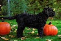 Barbet puppies for sale