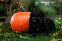 Barbet puppies for sale