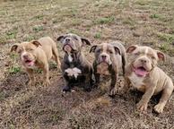 EXOTIC BULLY