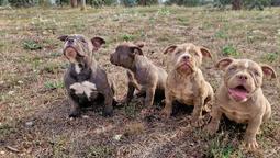 EXOTIC BULLY