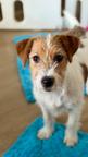 Jack Russell terrier puppy