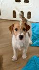 Jack Russell terrier puppy