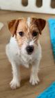 Jack Russell terrier puppy