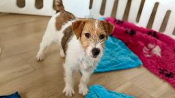 Jack Russell terrier puppy