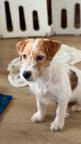 Jack Russell terrier puppy