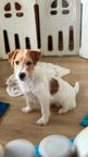 Jack Russell terrier puppy