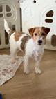 Jack Russell terrier puppy