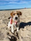 Royal Terrier (FCI)