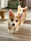 Royal Terrier (FCI)