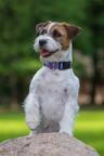 Royal Terrier (FCI)