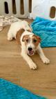 Jack Russell terrier puppy rough hair female