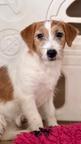 Jack Russell terrier puppy rough hair female