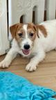 Jack Russell terrier puppy rough hair female
