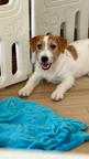 Jack Russell terrier puppy rough hair female