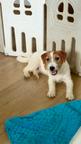 Jack Russell terrier puppy rough hair female