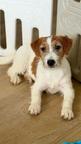 Jack Russell terrier puppy rough hair female