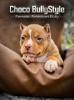 American Bully