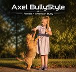 American Bully