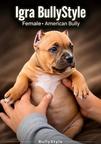American Bully