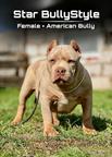 American Bully