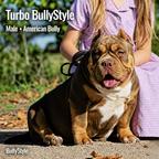 American Bully
