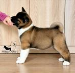 American Akita puppies