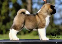 American Akita puppies