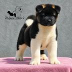 American Akita puppies